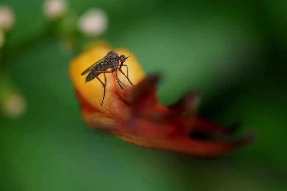 Komar na kwiatku