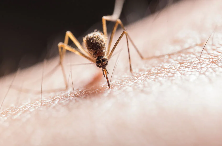 Komar gryzący człowieka